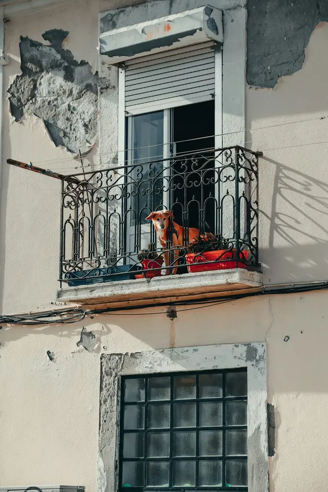 Red de protección para perro en balcón